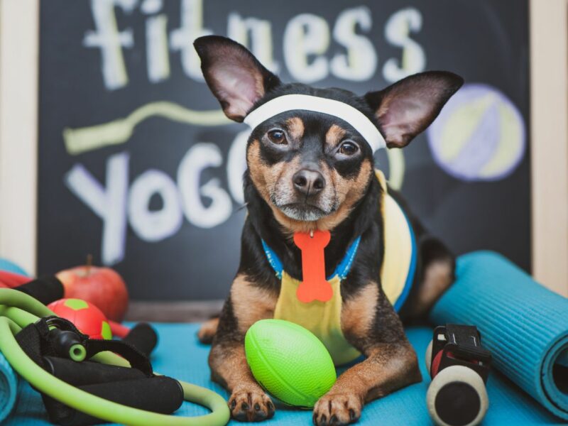 Instruktor DOG FITNESS kurs online