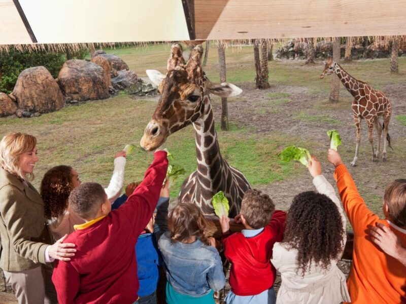 Imprezy i wycieczki – organizacja i odpowiedzialność kurs online